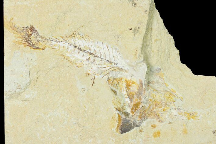 Bargain, Cretaceous Crusher Fish (Coccodus) - Hjoula, Lebanon #162742